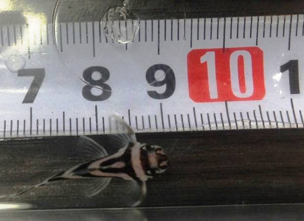 ★☆１円～自家産F1インペリアルゼブラプレコ25ミリ☆★