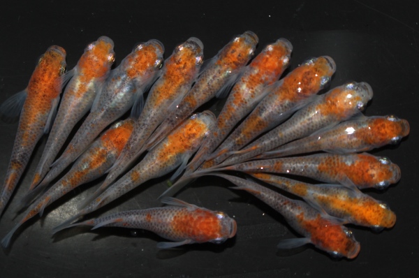 【飯よりメダカ】　　 暁錦　　１５匹　　今年生まれ　　