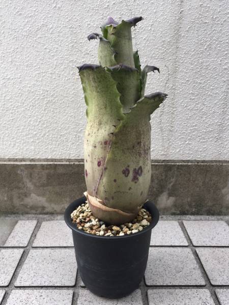 ホヘンベルギア sp.357