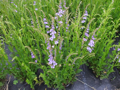 大分産：半枝蓮茶（刻み：500g) 薬草栽培農家から直送