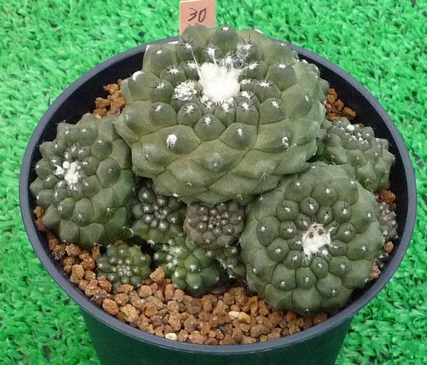 サボテン、多肉植物　コピヒポガイヤ-30