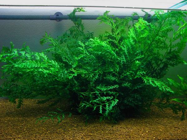 ◇Grass Gate◇ボルビティス・ヒュデロッティ 特大株◇(水草)｜売買