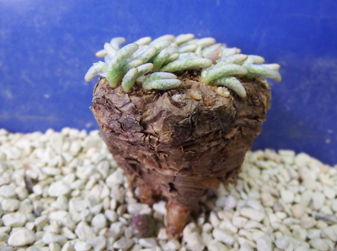 サボテン 多肉植物 91 Avonia quinaria(アルストニー 赤花）