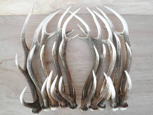 特大 極上角　バラ10本　蝦夷鹿の角　鹿角　えぞ鹿　エゾ鹿 剥製