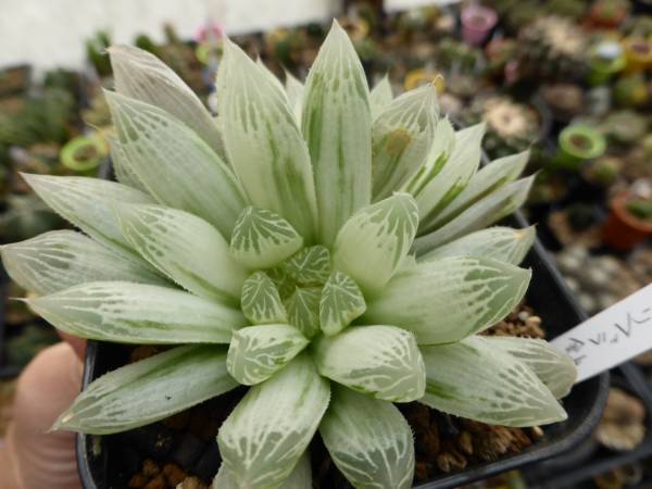 ☆多肉植物 ハオルチア ピリフェラ錦