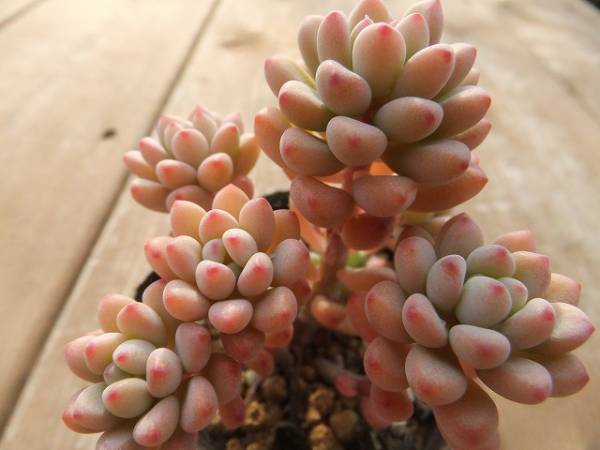 多肉ちゃん *パキフィルム（丸葉）（２）* グラプトペタルム