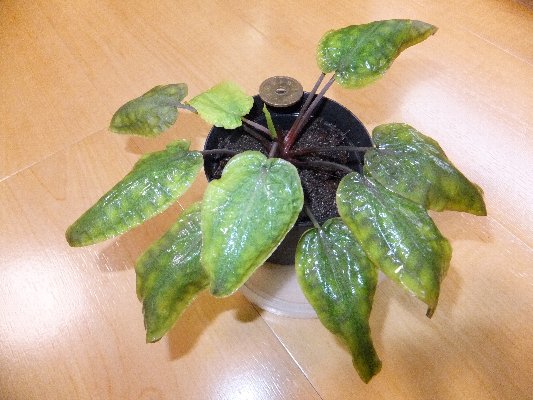 クリプトコリネ・パリジネルビア（Pantu産増殖株）