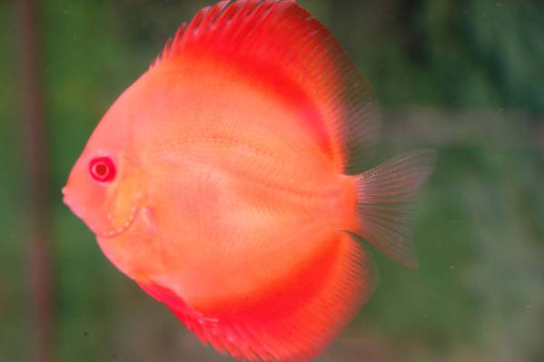 【ディスカス】アルビノレッドゴールデンダイヤ約7-8cm