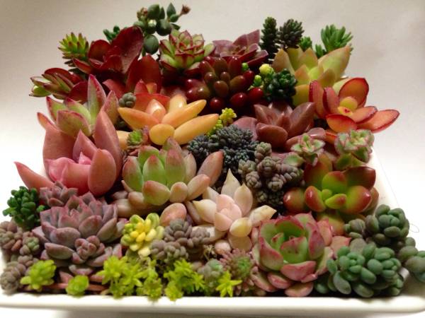 多肉植物 30種類 40カット *～* 寄せ植えに・・ 多肉植物 カット苗