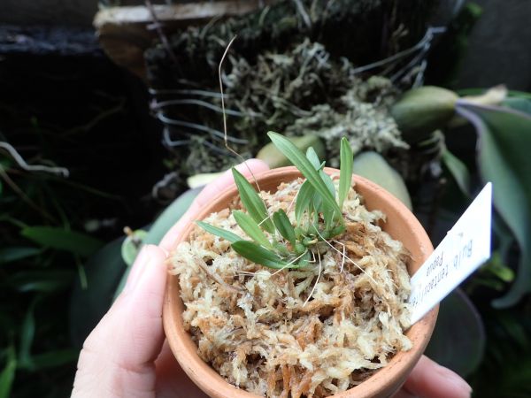 バルボフィラム・テンタクリフェルム　珍種・極小型種