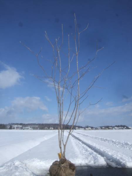 ◆◆ムシカリ　株立　山取　◆◆７２