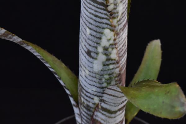 BC Billbergia 'Youtube'（ビルべルギア 'ユーチューブ’、杉山氏育苗）