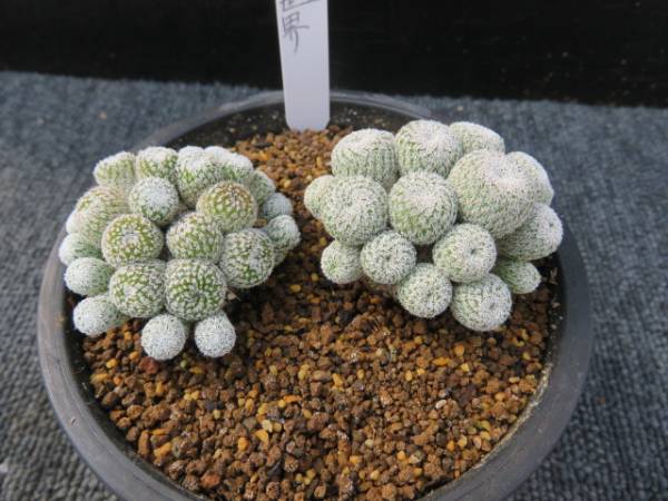 57.小型月世界　２苗　サボテン　多肉植物
