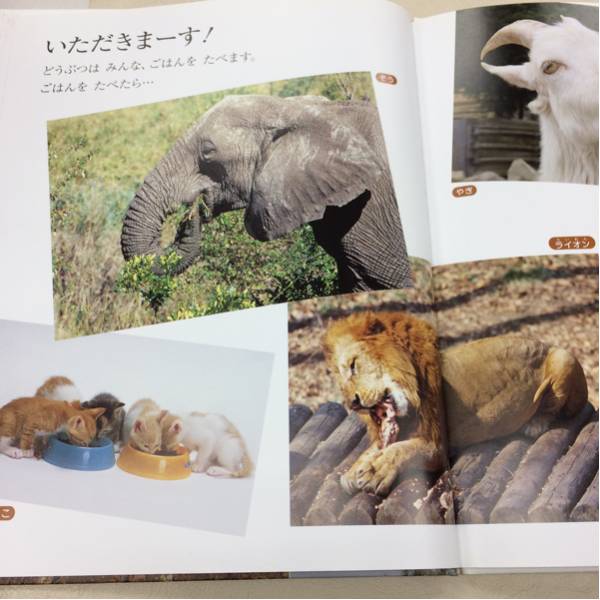 H2/しぜん 5 キンダーブック うんち 指導 今泉忠明 フレーベル館(知育