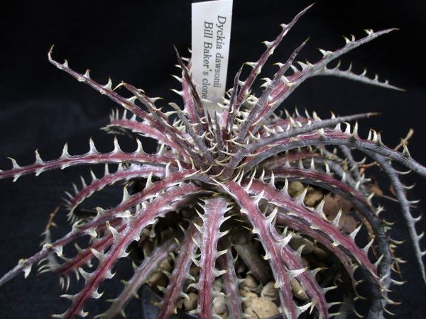 Dyckia-dawsonii Billbaker's clone ディッキア-ダウソニー ビル