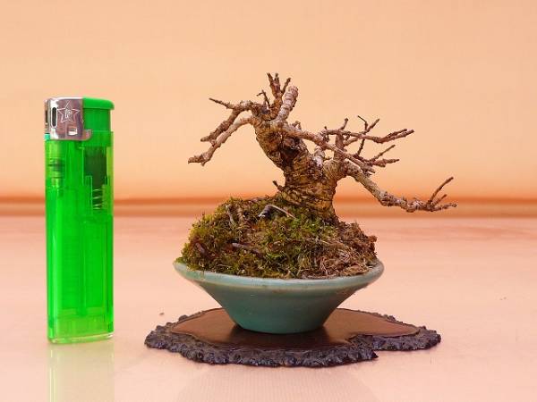 『苔聖園』　ミニタニワタリ