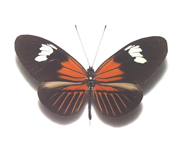 外国産蝶標本 メルポメネドクチョウ A-♂ ブラジル 産(虫類)｜売買