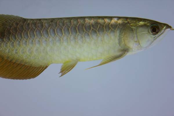 0312F3メチャクチャ色濃いこがね色のキングコングGold±24cm