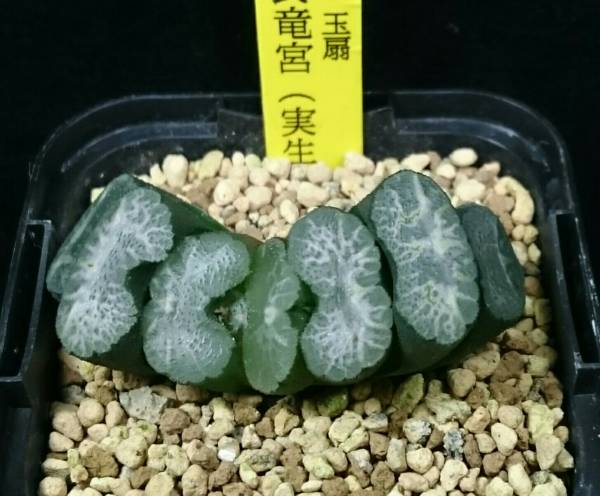 永岡氏竜宮 実生 多肉植物 ハオルチア 玉扇 サボテン 売買されたオークション情報 Yahooの商品情報をアーカイブ公開 オークファン Aucfan Com 永岡氏竜宮 実生 多肉植物 ハオルチア 玉扇 サボテン 売買されたオークション情報 Yahooの商品情報をアーカイブ公開 オークファン Aucfan Com