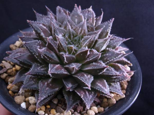 ハオルチア 京紫 多肉植物 ハオルチア 黒紫蝶 実生オリジナル ハオルチア 京紫 多肉植物 ハオルチア 黒紫蝶 実生オリジナル