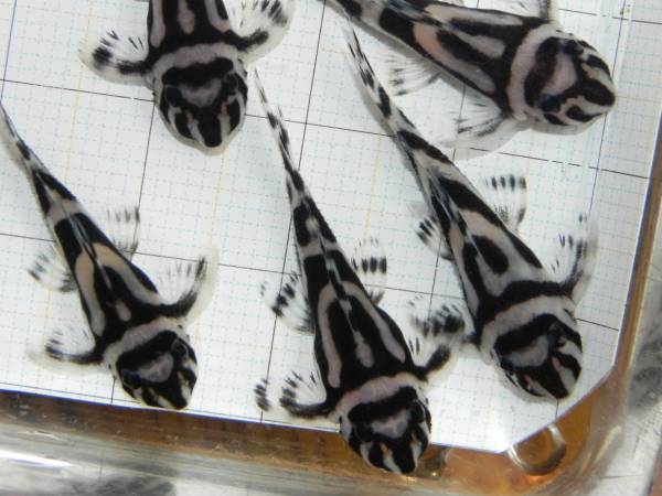 ◎自家産インペリアルゼブラプレコ約2.9～3.1センチ5匹その2