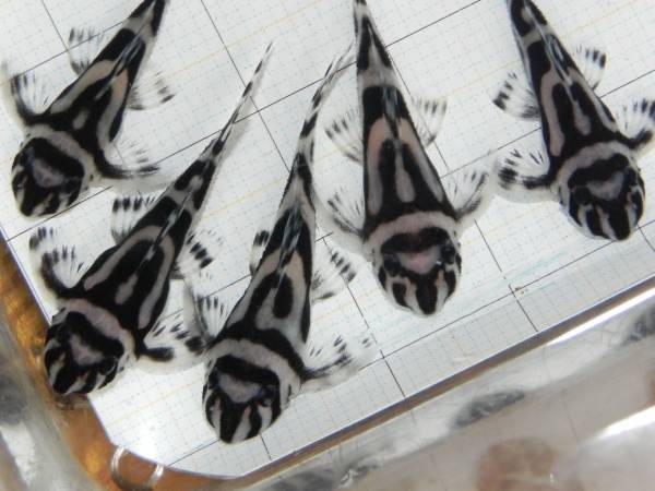 ◎自家産インペリアルゼブラプレコ約2.9～3.1センチ5匹その2