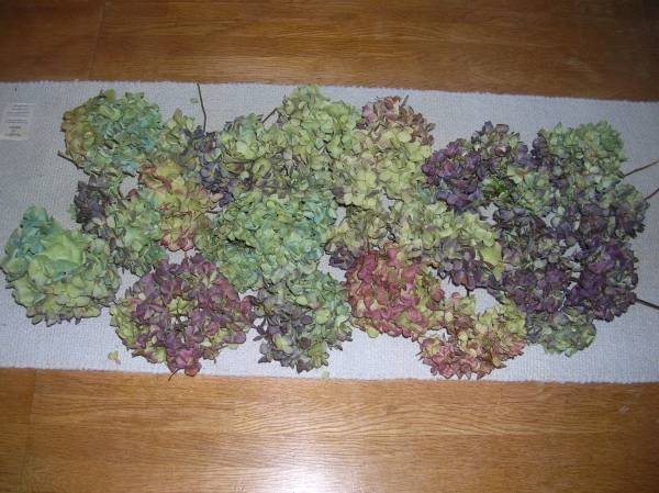 ☆彡　秋色あじさい・アジサイ　⑥☆彡_1