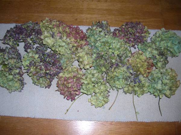 ☆彡　秋色あじさい・アジサイ　⑥☆彡_2