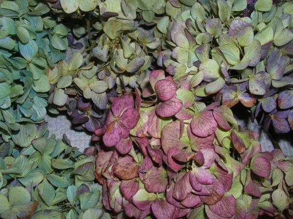 ☆彡　秋色あじさい・アジサイ　⑥☆彡_3