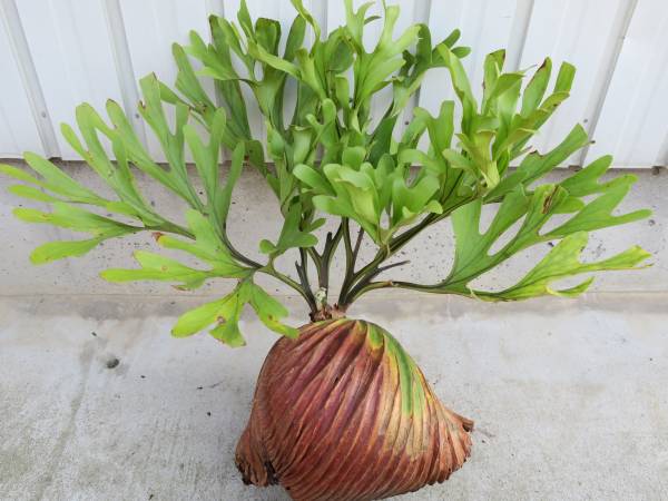 ビカク野郎 リドレイ 大株 Platycerium Ridleyi Wild 美 ビカクシダ コウモリラン 売買されたオークション情報 Yahooの商品情報をアーカイブ公開 オークファン Aucfan Com