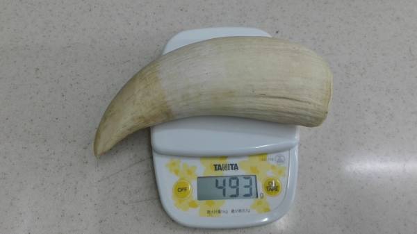 鯨歯工芸品 マッコウクジラ 鯨歯工芸品 抹香鯨 歯牙 鯨歯 歯鯨