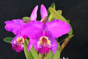 C. lueddemanniana lueddemannianaのYahoo!オークション(旧ヤフオク