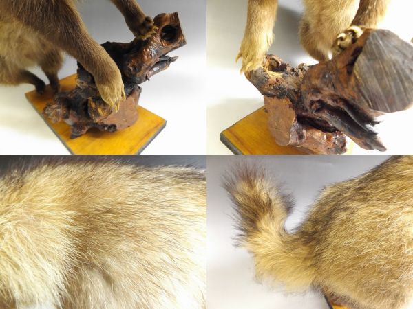 タヌキの剥製 木製台座付き タヌキ 剥製 狸 たぬき 美品 大きい！の