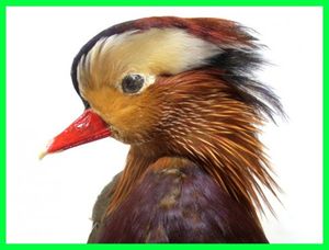 剥製 鳥のYahoo!オークション(旧ヤフオク!)の相場・価格を見る｜Yahoo