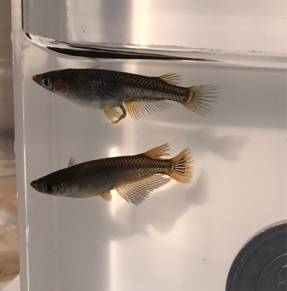 【コタローのめだか】 五式