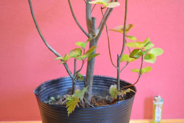 ヤマドウダンツツジ 山採り 庭木 鉢植え 盆栽 386 その他 売買されたオークション情報 Yahooの商品情報をアーカイブ公開 オークファン Aucfan Com