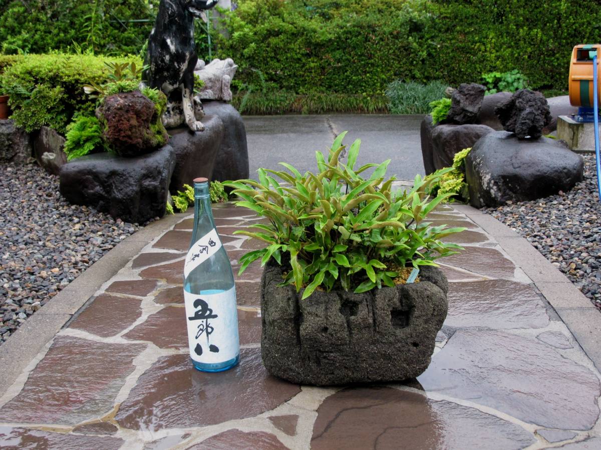 ☆天城軽石 軽石鉢植え付け【イワオモダカ】 格安でおいくらでも ☆