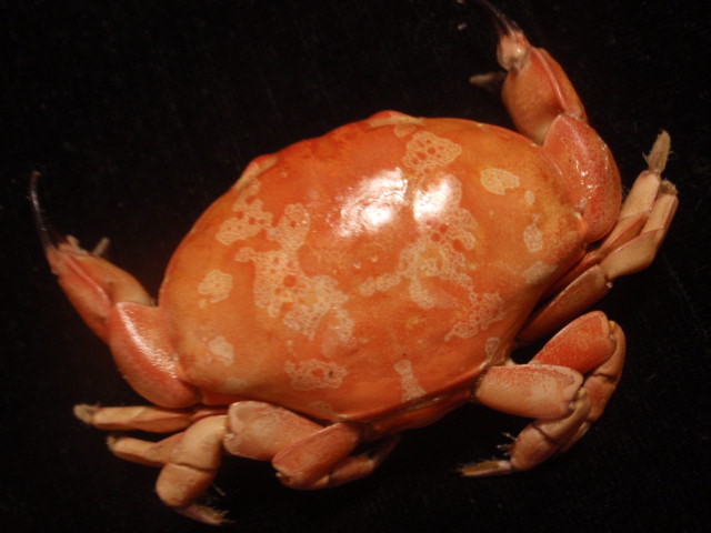 スベスベマンジュウガニ 貝殻貝標本カニ図鑑オブジェクラフト植木鉢ガーデニング化石鉱石宝石可愛い学術標本美術モチーフ玄関剥製 化石 売買されたオークション情報 Yahooの商品情報をアーカイブ公開 オークファン Aucfan Com