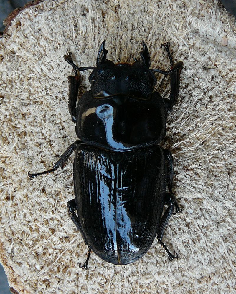 大型血統オオクワ(YG)、♂83mm、♀53mmペア +♀54mmB品 能勢YG血統