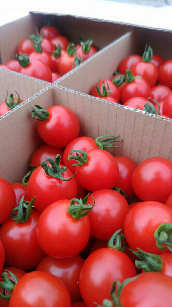 先着8名様限定。農家直送ミニトマト3kg [送料無料]　　北海道　せたな町産