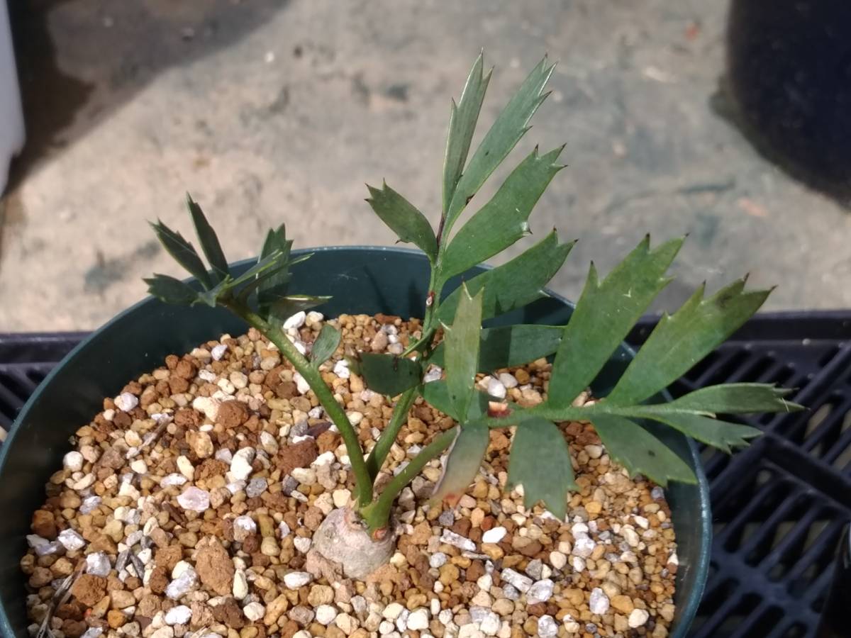 Encephalartos horridus エンセファラトス ホリダス 南アフリカ産