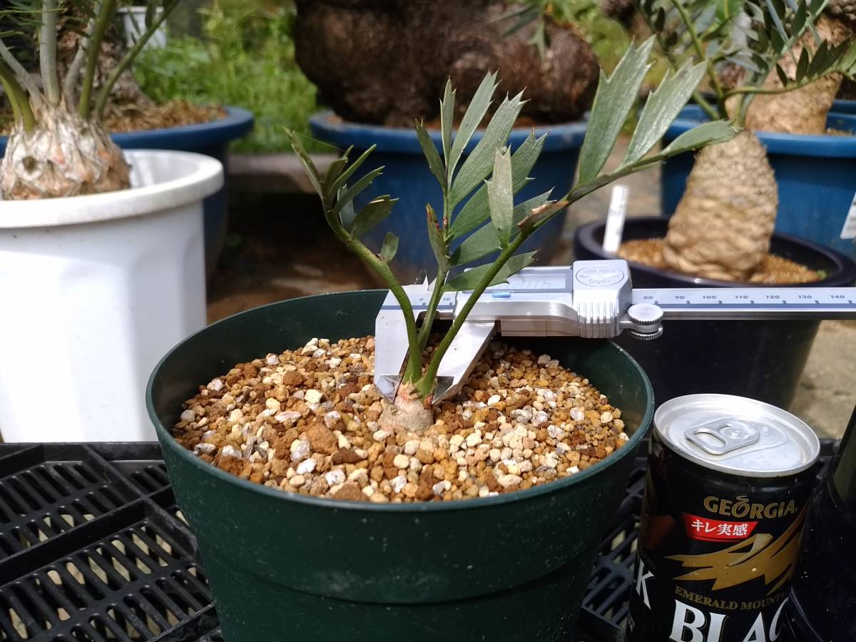 Encephalartos horridus エンセファラトス ホリダス 南アフリカ産
