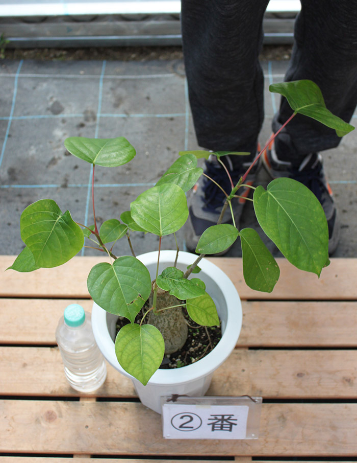 ボンバックス 観葉植物 プセウドボンバックス 【現品】ボンバックス