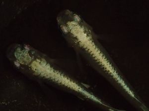 岐阜ペパーミント 純金メダカ 金兜の子! 1ペア 完成度60％ №22