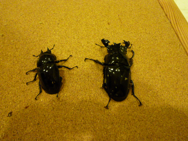 [人気種]　タランドゥスオオツヤクワガタ ペア　72mm×50mm