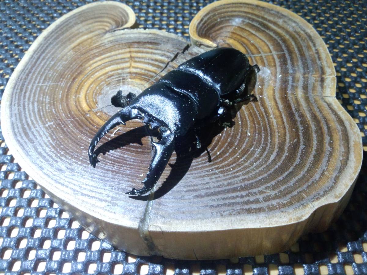 ∞パラワンオオヒラタ　ペア　kuniギネスライン∞飼育ケース付き