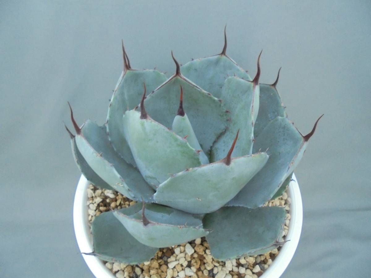 ◎アガベ　パリー var. トランカータ◎C