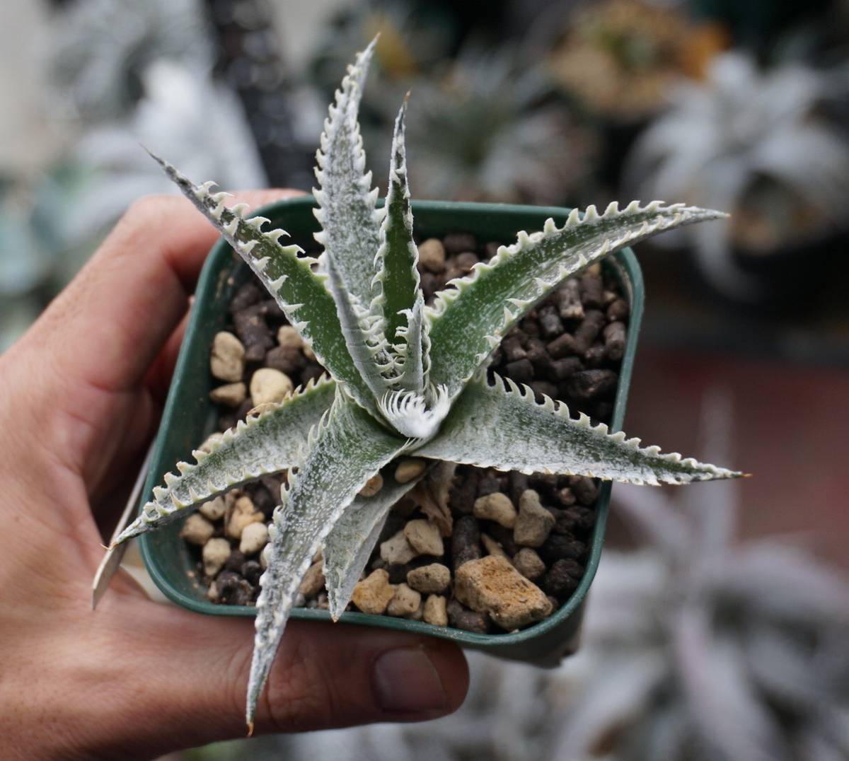 DBディッキア Dyckia Bill Baker hybrid #129 ⑵ DBディッキア Dyckia Bill Baker hybrid #129 ⑵ 【公式通販】