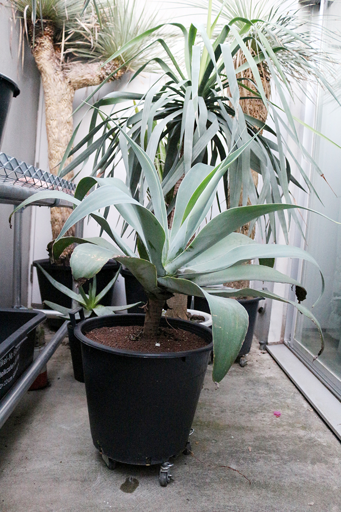 アガベ アテナータ ボーチンブルー 大株/Agave attenuata Boutin Blue