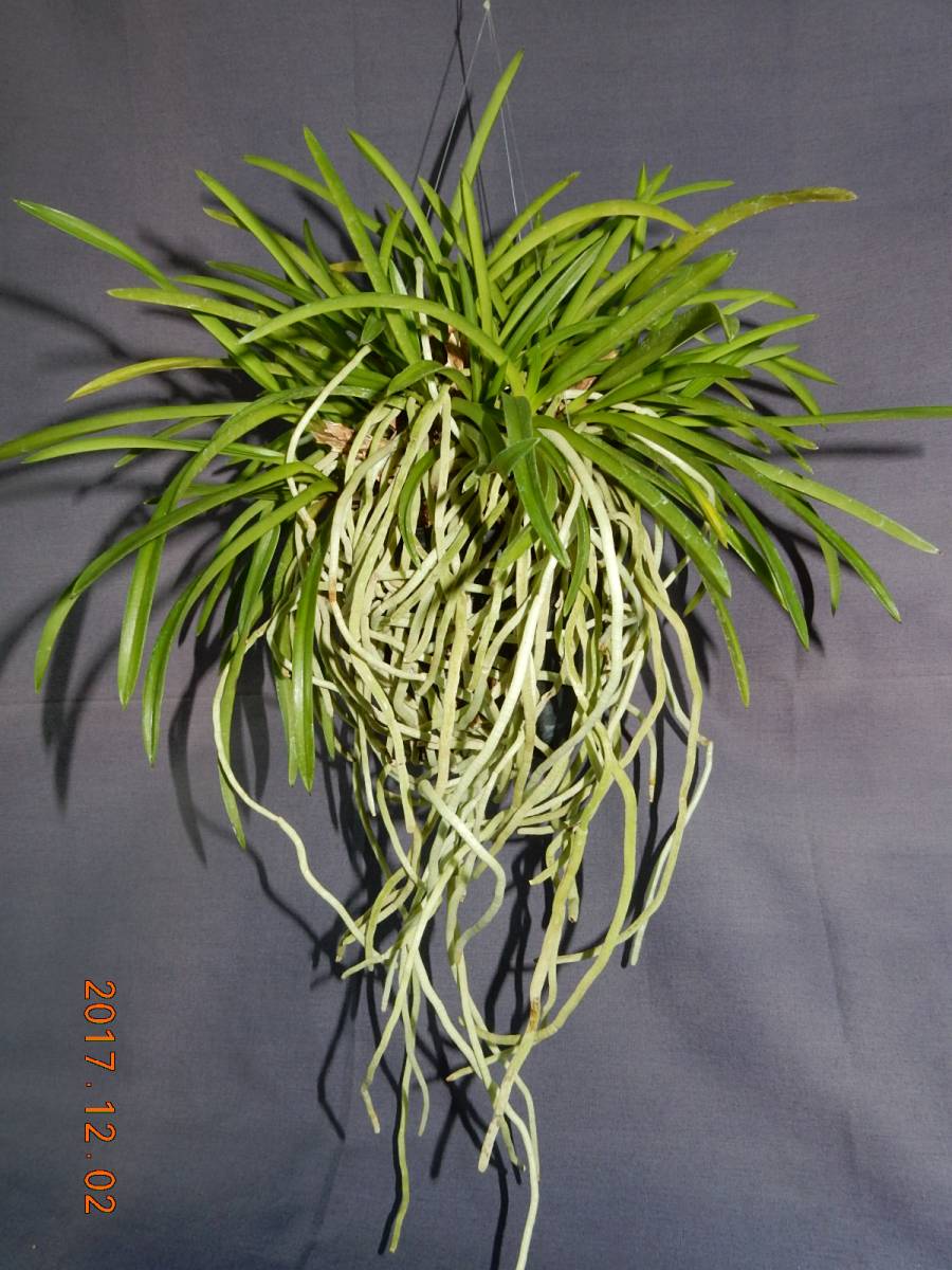 《吊り下げ鉢風蘭》　着生ラン：フウラン：山野草：東洋蘭：野生ラン